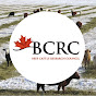 Beef Cattle Research Council YouTube channel thumbnail