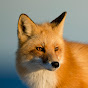 Lifeder YouTube channel thumbnail