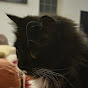 Yap Emporium YouTube channel thumbnail