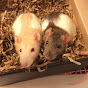 Shadow The Rat YouTube channel thumbnail