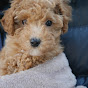 dog and me YouTube channel thumbnail