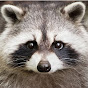 Raccoon Saloon YouTube channel thumbnail