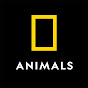 Nat Geo Animals YouTube channel thumbnail