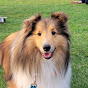 Chloe Sheltie YouTube channel thumbnail