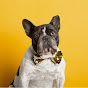 Doggy Drifts YouTube channel thumbnail