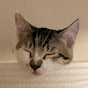 Diy with Masa the Cat YouTube channel thumbnail