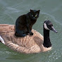nokdee YouTube channel thumbnail