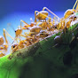 AntsCanada YouTube channel thumbnail