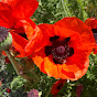 Red Poppy Ranch YouTube channel thumbnail