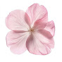 Cherryblossom Aesthetics  YouTube channel thumbnail