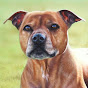 Zara's Pet Portraits & Wildlife Art YouTube channel thumbnail