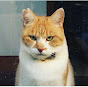 ChaCha: The Former Stray Cat YouTube channel thumbnail