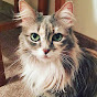 NoCAT NoLiFE 2 YouTube channel thumbnail