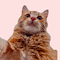 Funny And Cute Cat's Life YouTube channel thumbnail