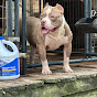 Solja Squad Killa Kennels Bullies YouTube channel thumbnail