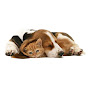 Musical Paws YouTube channel thumbnail