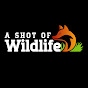 A Shot Of Wildlife YouTube channel thumbnail