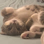 ChadCat YouTube channel thumbnail