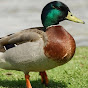 Ducky Bhai YouTube channel thumbnail