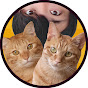 茶とらーずカレッジ YouTube channel thumbnail