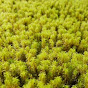 スナゴケ屋の素敵な苔life YouTube channel thumbnail