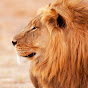 Gấu Channel YouTube channel thumbnail