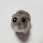 Pets Memes YouTube channel thumbnail