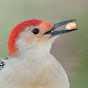 Bird Feeder Hub YouTube channel thumbnail