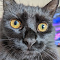 Will Johnston YouTube channel thumbnail