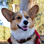 Gandalf The Corgi YouTube channel thumbnail