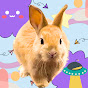 Animamille🐰🐱 Travel to meet animals. YouTube channel thumbnail
