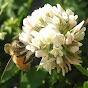 Kamon Reynolds - Tennessee's Bees YouTube channel thumbnail