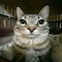 Funny Catlos YouTube channel thumbnail