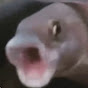PogFish YouTube channel thumbnail