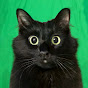 OwlKitty YouTube channel thumbnail
