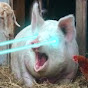 LazerPig YouTube channel thumbnail