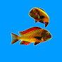 Aquarium Culture YouTube channel thumbnail