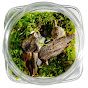 Terrarium Designs YouTube channel thumbnail