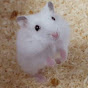 햄스터 메이Hamster MAY YouTube channel thumbnail