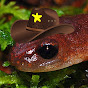 Noot YouTube channel thumbnail