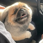 guzzu YouTube channel thumbnail