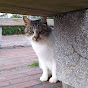 Impressed cat video YouTube channel thumbnail