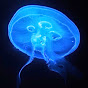 Deep Marine Scenes YouTube channel thumbnail