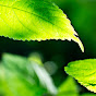 AmazingNature Alpha YouTube channel thumbnail