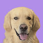 Butters The Goofy Golden YouTube channel thumbnail