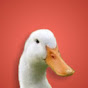 AugustTheDuck YouTube channel thumbnail