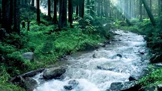Beautiful Mountain River Flowing Sound. Forest River, Relaxing Nature Sounds/ Sleep/ Relax 10 hours. thumbnail