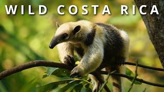 COSTA RICA: Giant Crocodiles, Virgin Rainforests, Sloths thumbnail