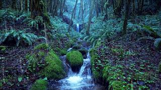 Relaxing Rain Noise + Forest Stream 🌧️  Water Sounds for Sleeping thumbnail