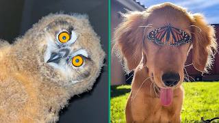 Crazy animal moments caught on camera 💥🦉🔥 | best funny animal video compilation thumbnail